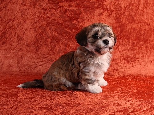 Bichon Havanais hvalp fra kennel Miki Nanoq